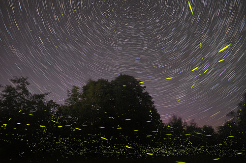 fireflies and stars